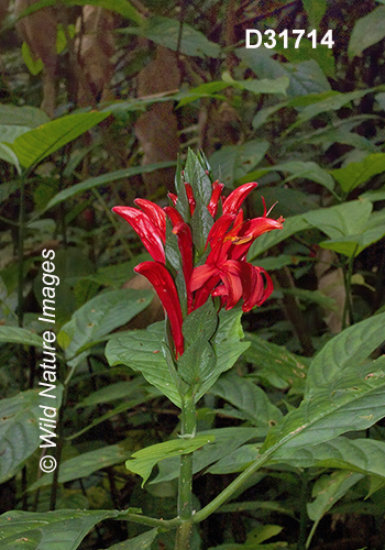 Pachystachys coccinea Cardinals Guard